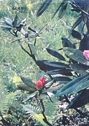 sansai2.jpg(19402 byte)